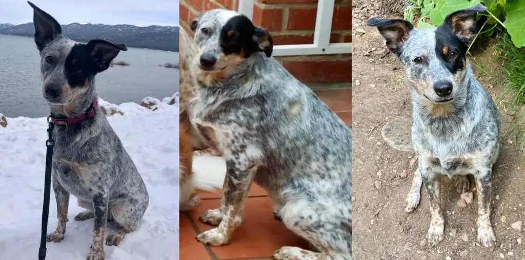 three photos of my cattle dog Bindi, with her ears in different positions