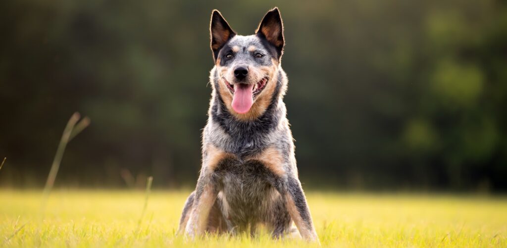 What Age Do Cattle Dogs Calm Down? – Herding Dog Zone