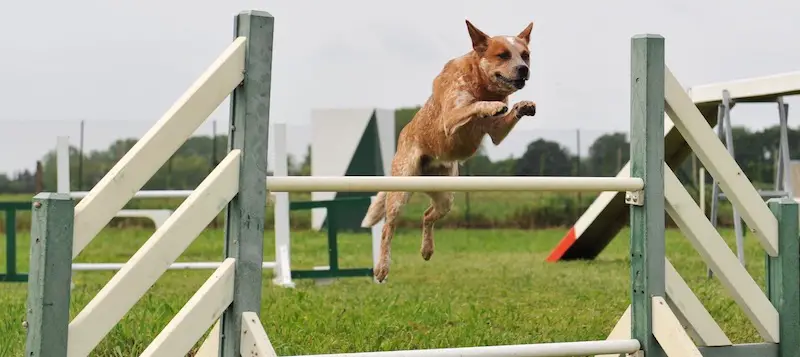 Cattle Dog Jump Agility Course