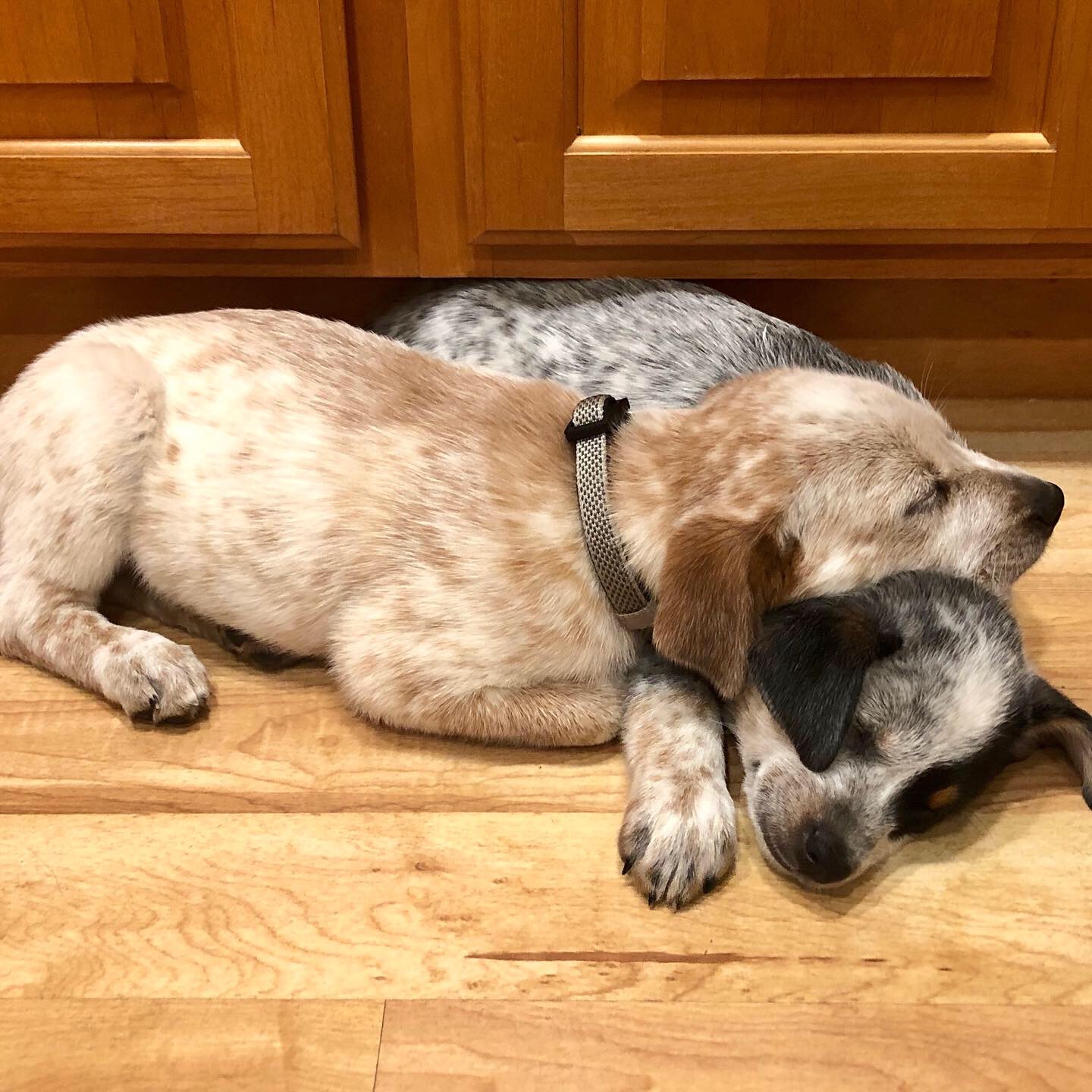 Cattle Dogs Cuddle