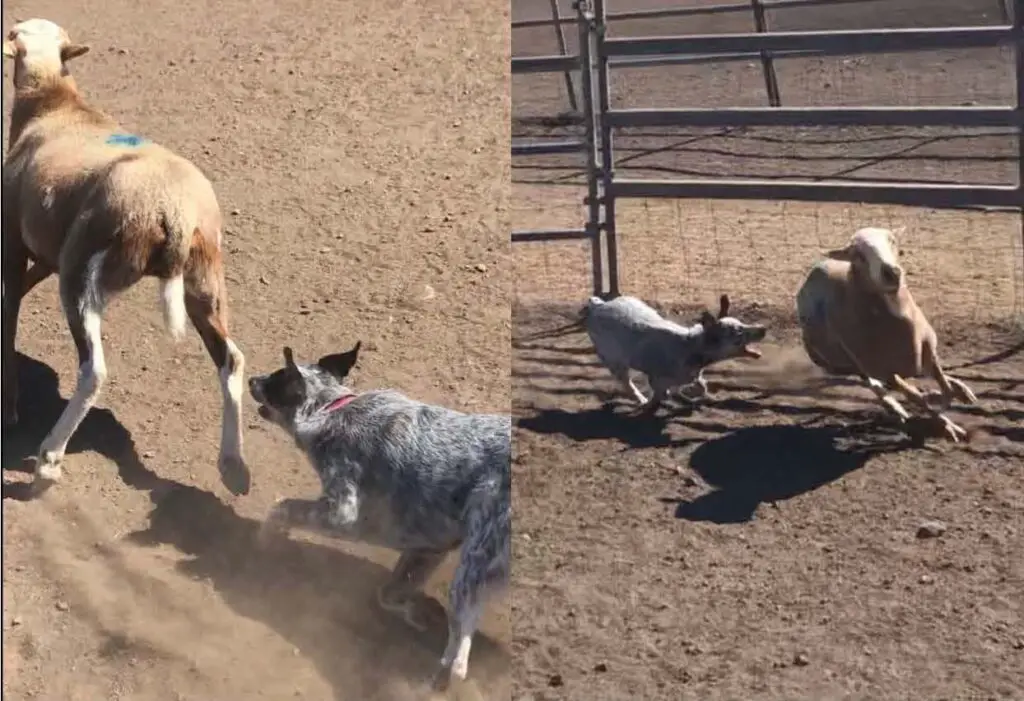 what age do cattle dog puppies ears stand