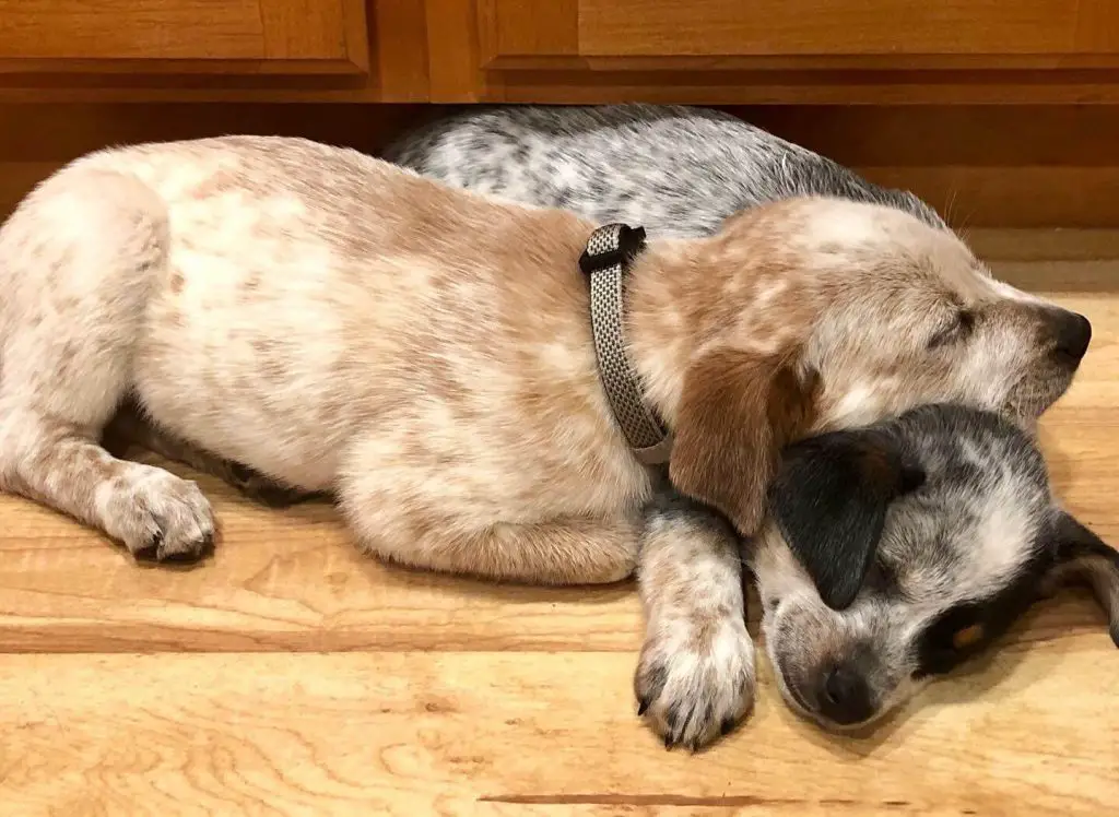 two dogs cuddling