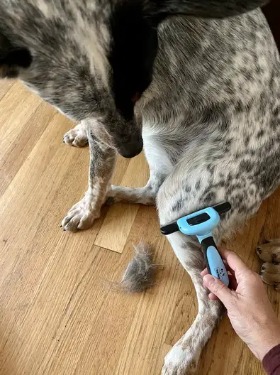 Can Australian Cattle Dogs Be Shaved Herding Dog Zone