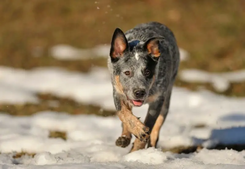 cattle dog hunting