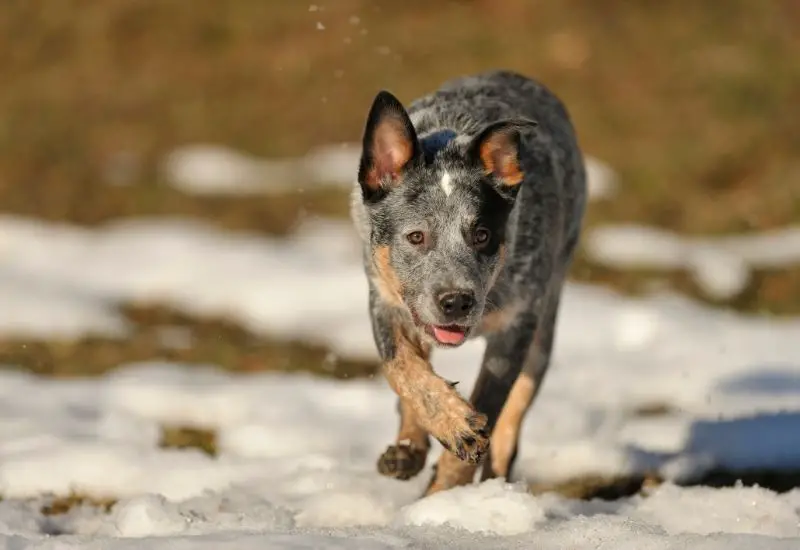 cattle dog hunting