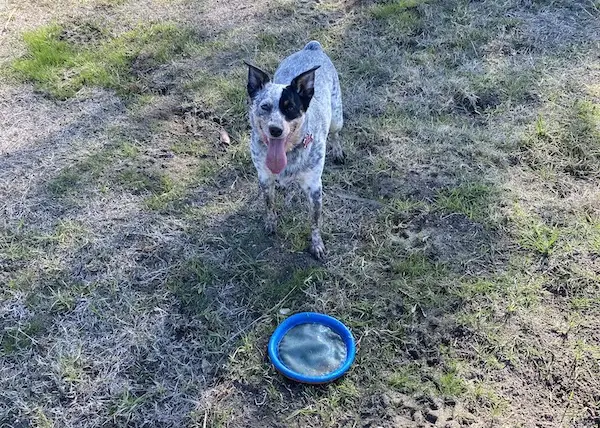 Cattle Dog Frisbee