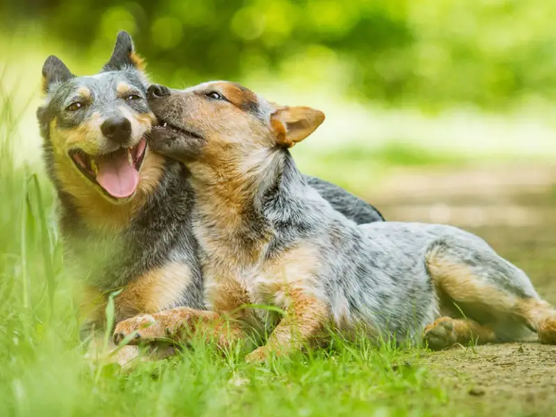 Cattle Dog Socialization