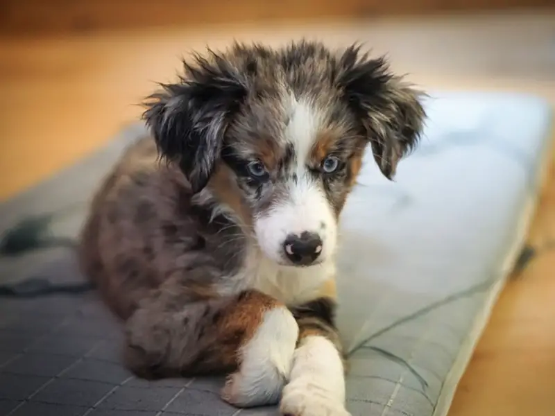 miniature toy aussie