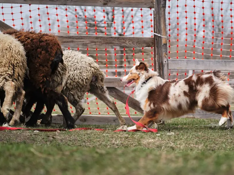 are aussies as high energy as border collies