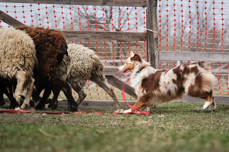 Australian Shepherds Smart? – Herding Dog