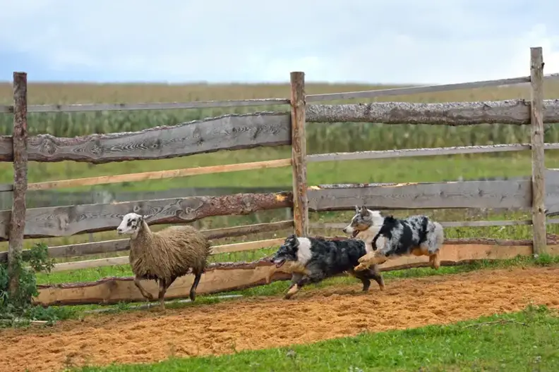 How to Stop Shepherd from Herding – Dog