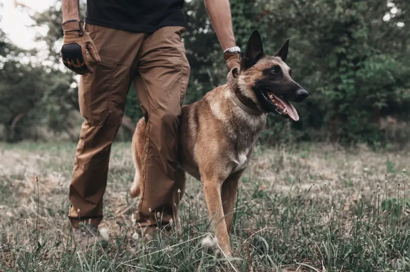 Are Belgian Malinois Easy to Train? Herding Dog Zone