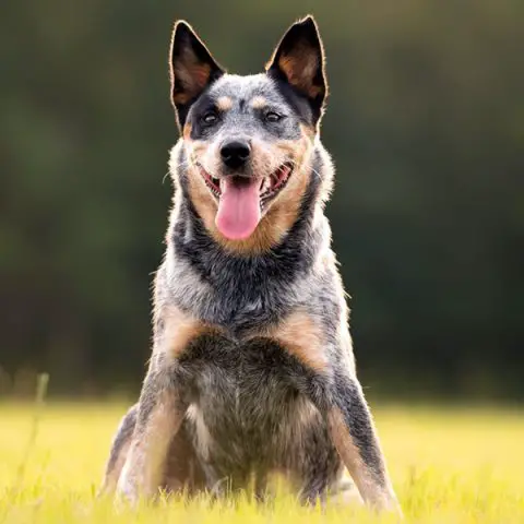 What Age Do Cattle Dogs Calm Down? – Herding Dog Zone