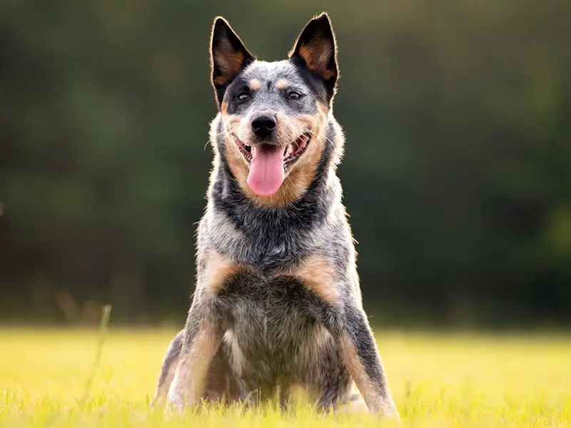 are blue heelers cuddly