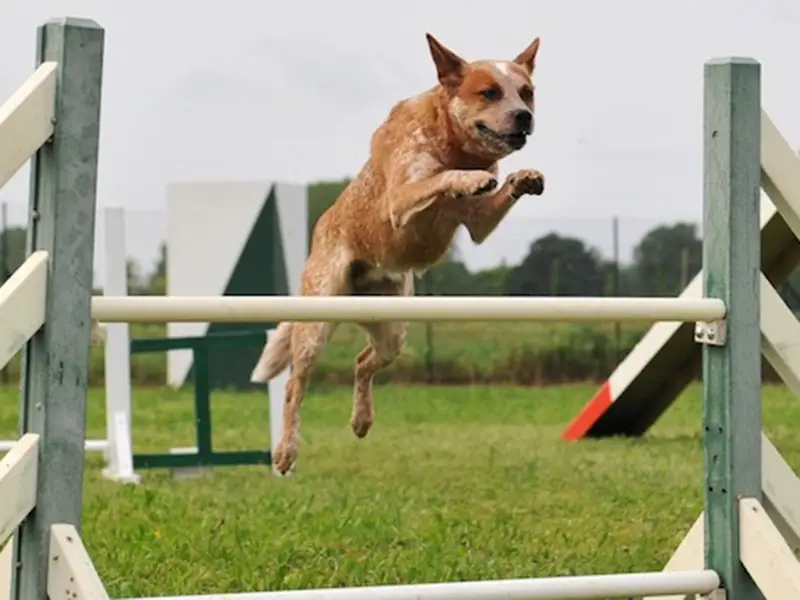 how high should my dog jump in agility