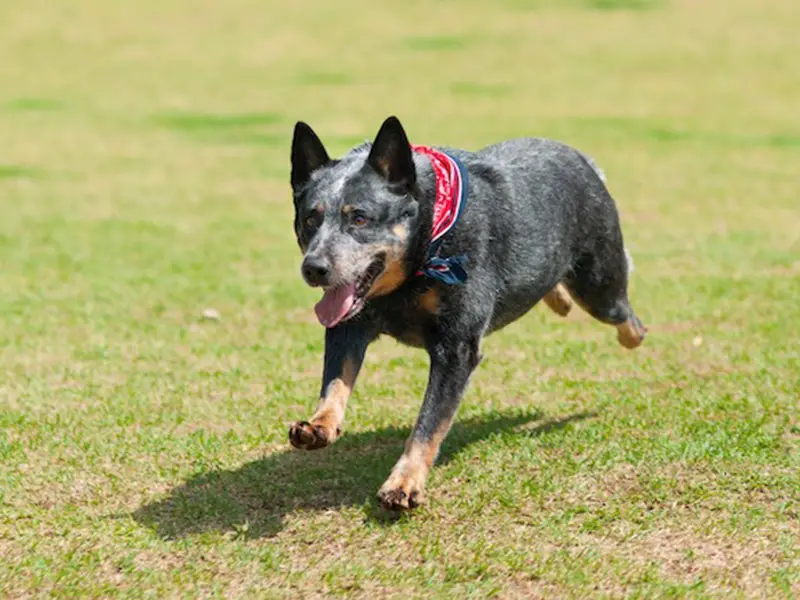 are australian cattle dogs good guard dogs