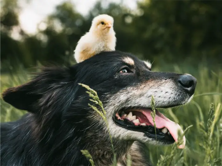 what dogs get along with chickens