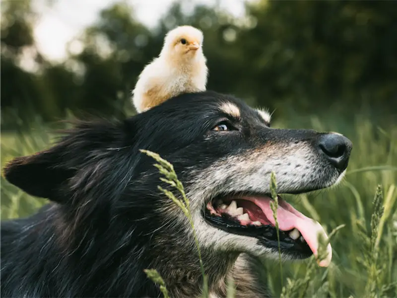 Aussie with Chick