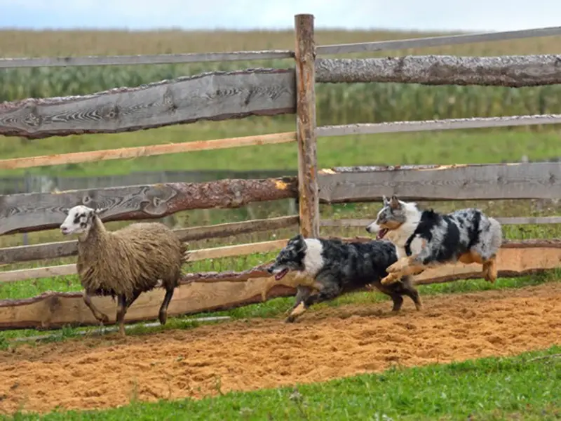 Aussie Herding