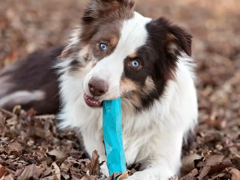 Aussie chew toy