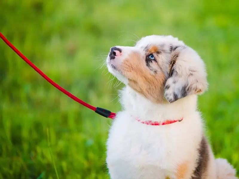 Aussie puppy treats