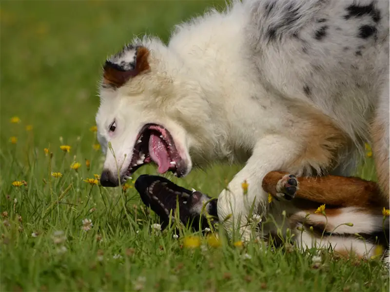 are australian shepherds good with chickens