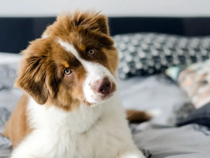 can australian shepherds be house dogs