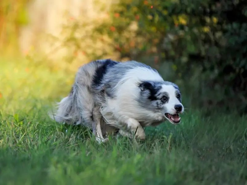 are border collies good at hunting