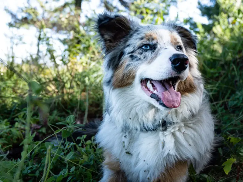 Aussie panting