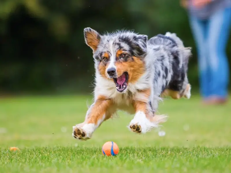 are australian shepherds good hunting dogs