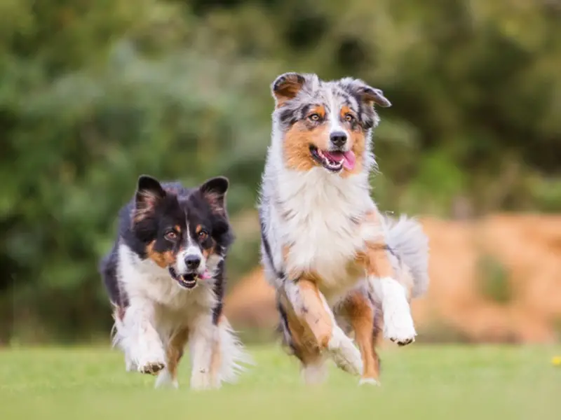 are australian shepherd born without rails