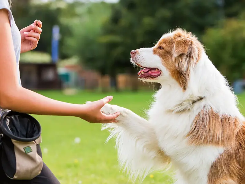 Training Australian Shepherd