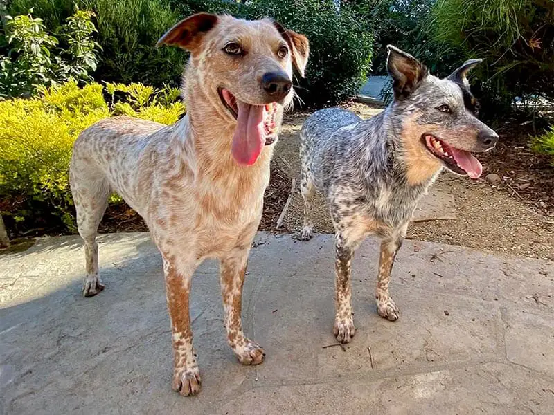 what age do cattle dog puppies ears stand