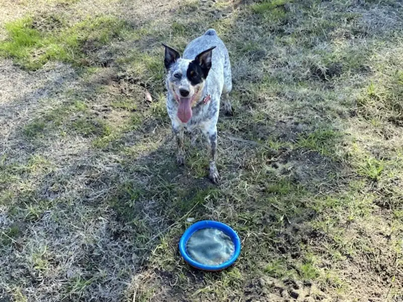 Cattle Dog Entertained