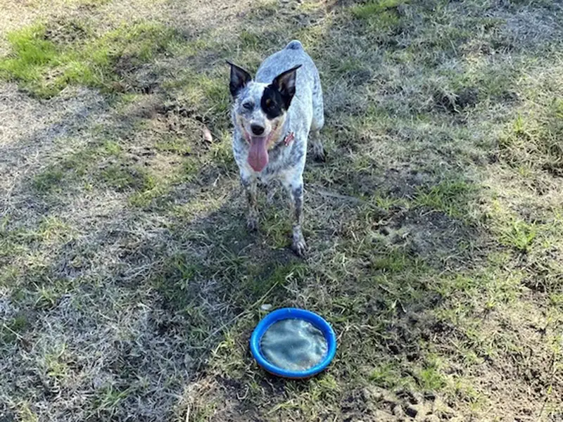 how to keep a herding dog happy