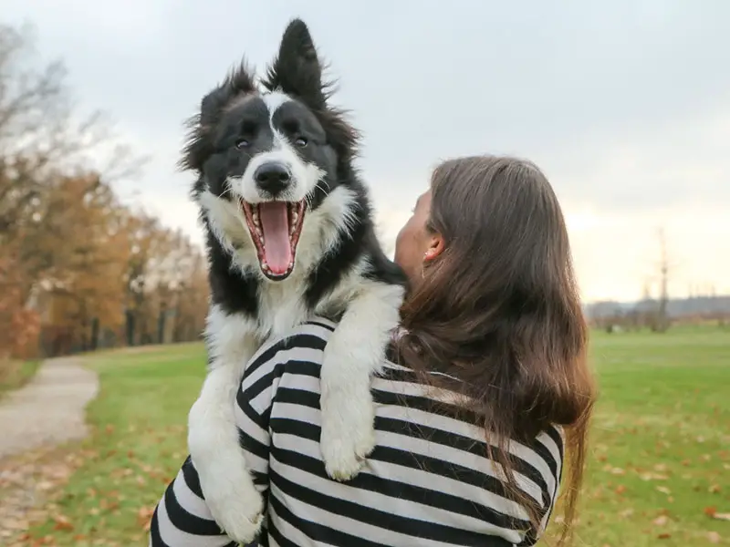 can border collies live outside