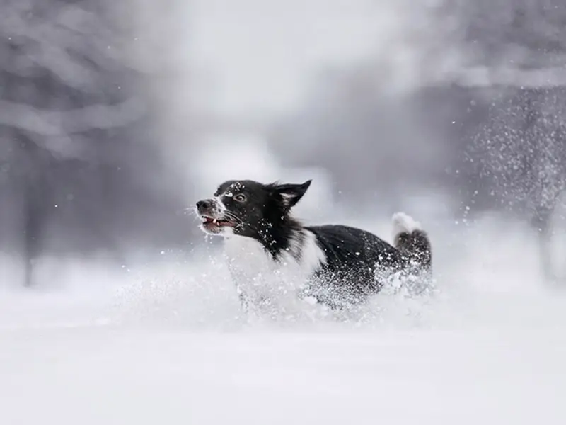 Border Collie Outside