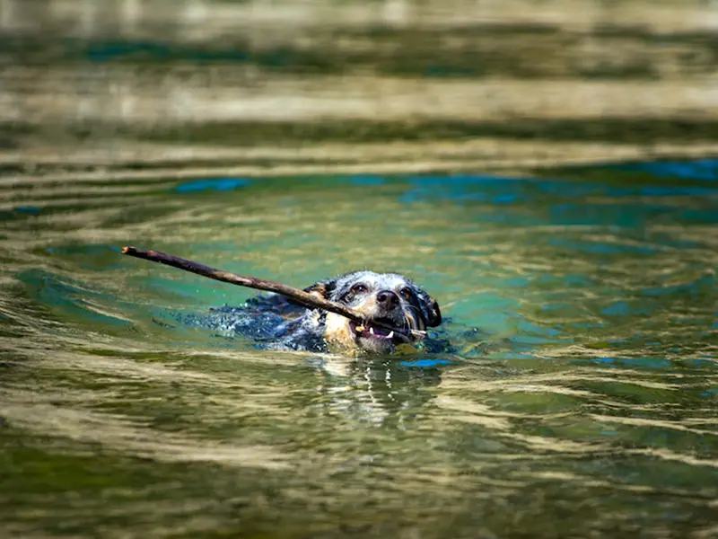 Cattle Dog Swimming