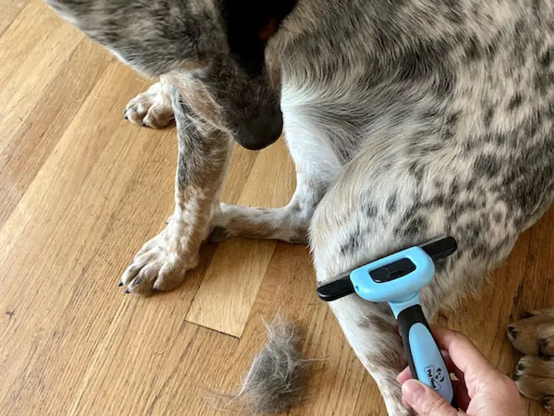 can a australian shepherd be shaved