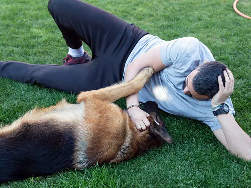 German Shepherd affection and love