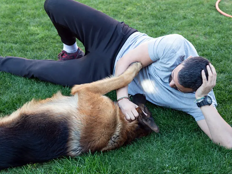 German Shepherd affection