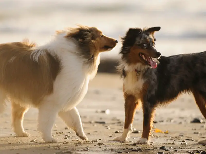 Sheltie vs Aussie