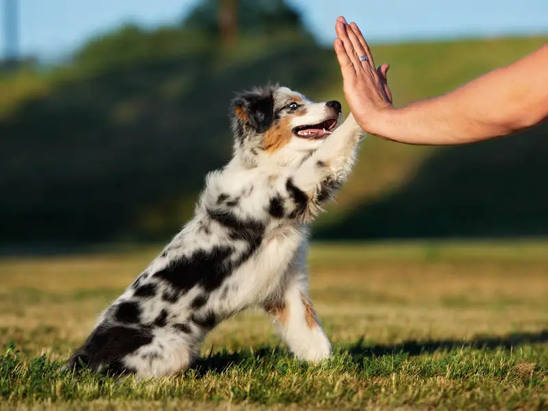 can australian shepherds be house dogs