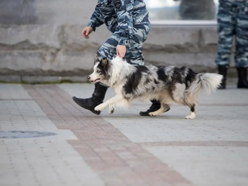 Aussie Service Dog