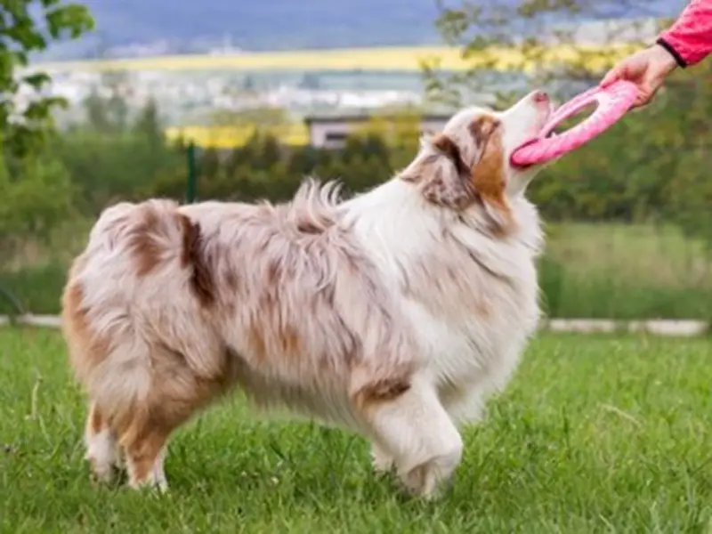 are australian shepherd puppies born with tails