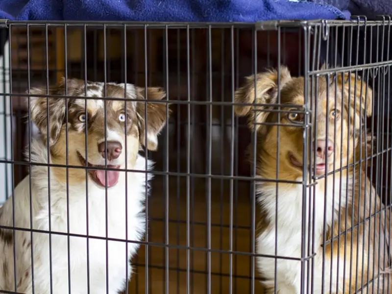 Best crate 2025 for australian shepherd