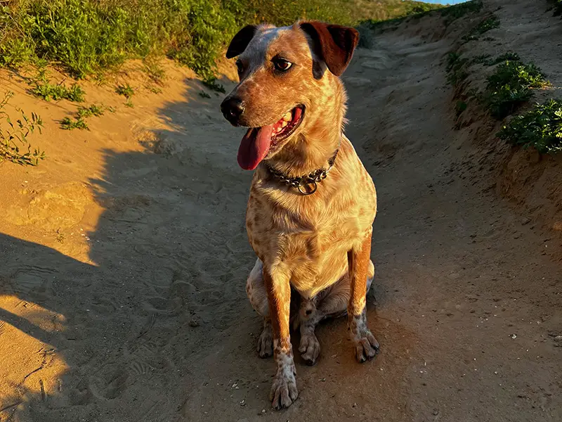 Cattle dog hike