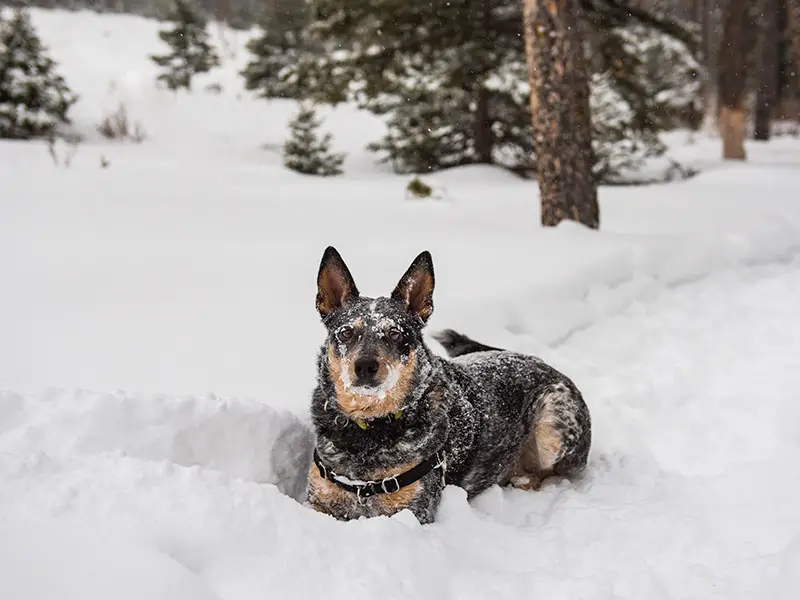 how long can a dog survive in the cold