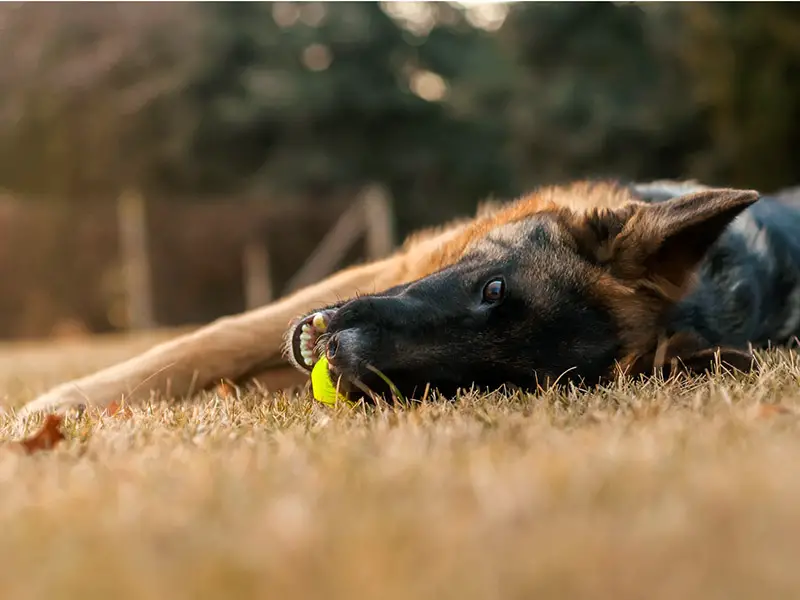 German Shepherd with toy