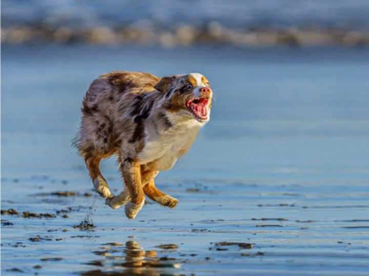 can a australian shepherd jump over 4 feet